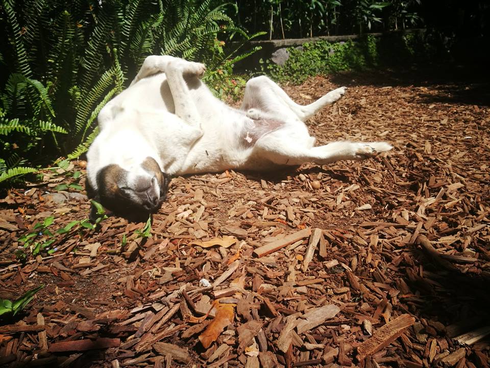 Al Jacie Chan le encantan las siestas en el sol. / Jacke Chan loves a nap in the sun.