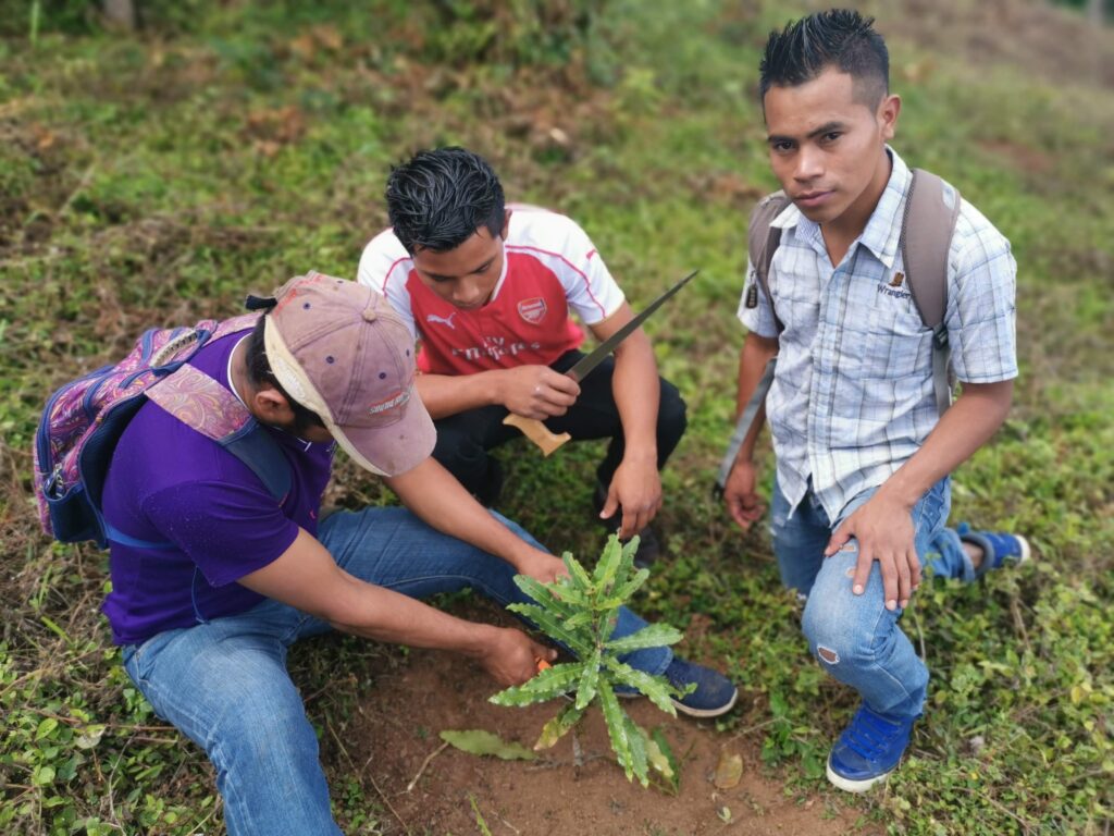 Pruning macadamia saplings in Nicaragua